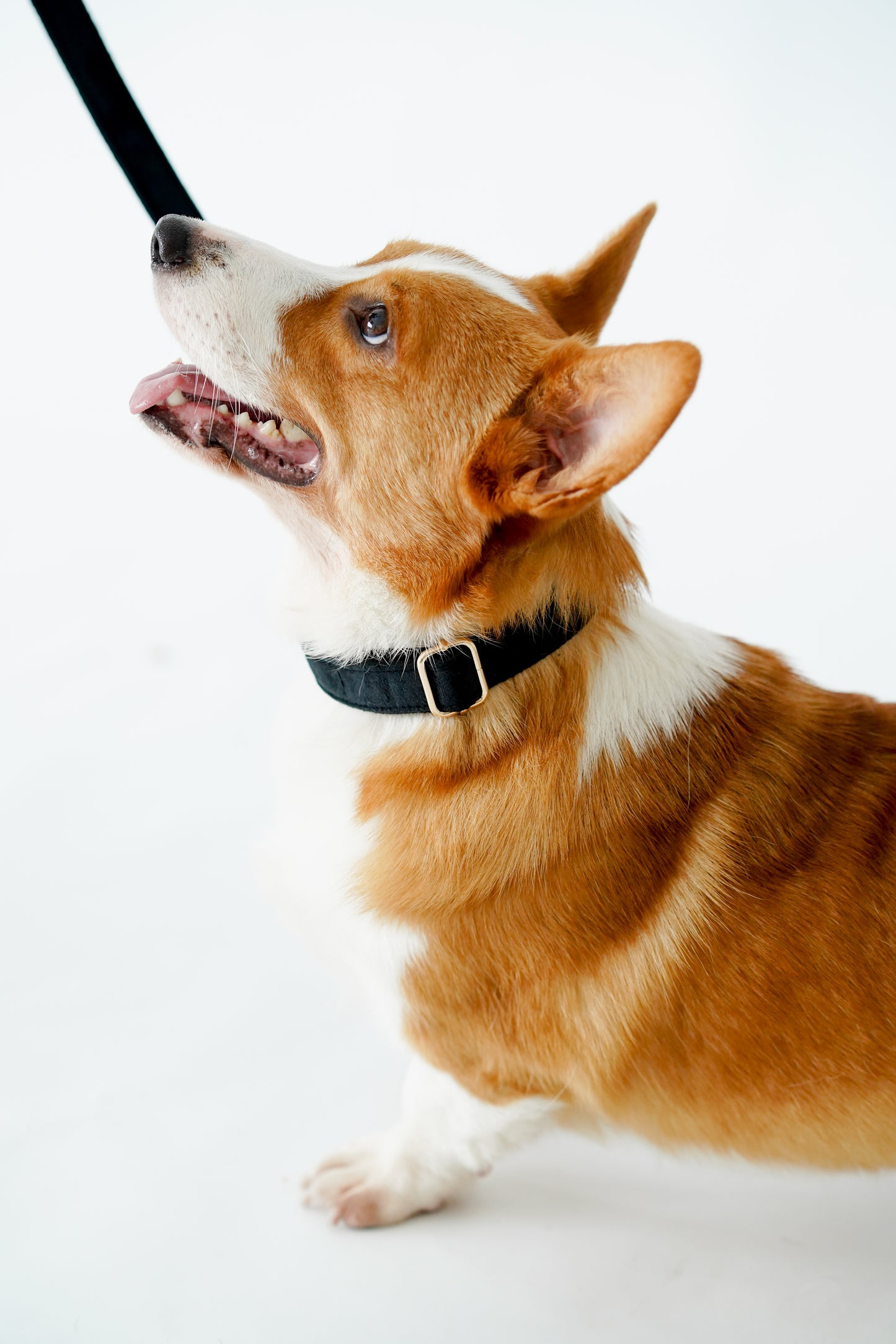 Royal Velvet Collars